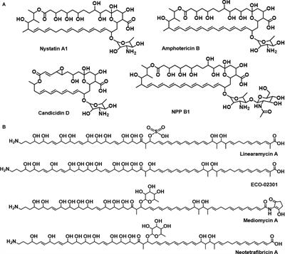 Screening and Isolation of a Novel Polyene-Producing Streptomyces Strain Inhibiting Phytopathogenic Fungi in the Soil Environment